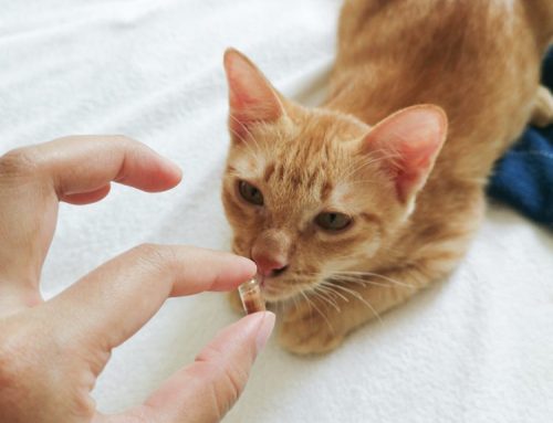 Do’s and Don’ts of Medicating Your Pet