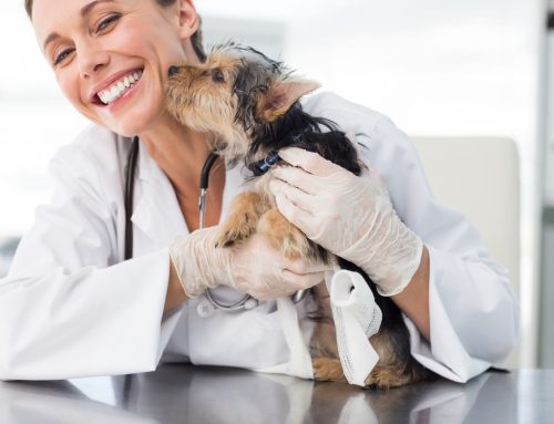 10 Steps to Stress-Free Veterinary Visits