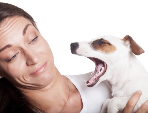 Why Does My Pet Have Bad Breath?