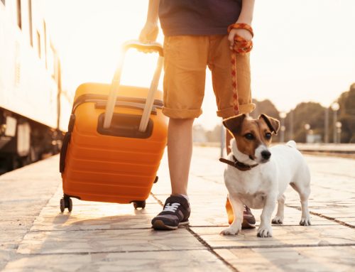 Pack Your Bags: 5 Tips for Traveling with Your Pet