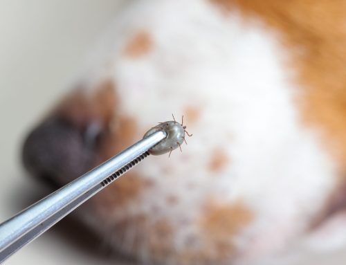 S-tick it to ’Em: How to Remove a Tick From Your Pet