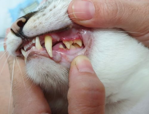 5 Ways to Maintain Your Pet’s Dental Health